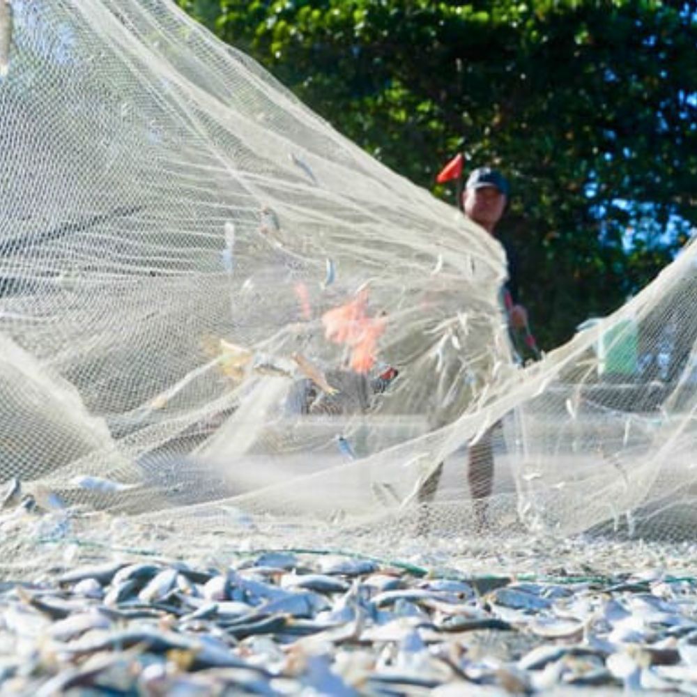 Đặc Sản Hải Sản Gỏi Cá Mai Ở Long Hải